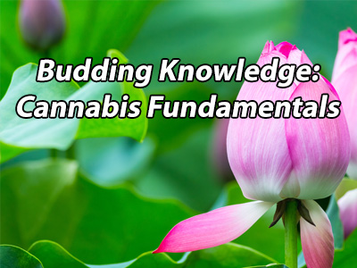 Budding Knowledge